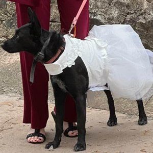 Dog Wedding Dress XL